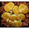 C389 - Seed